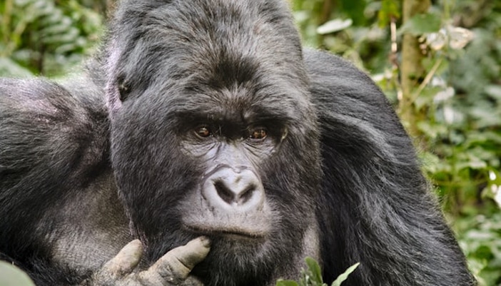 Dubai Safari Park Gorilla