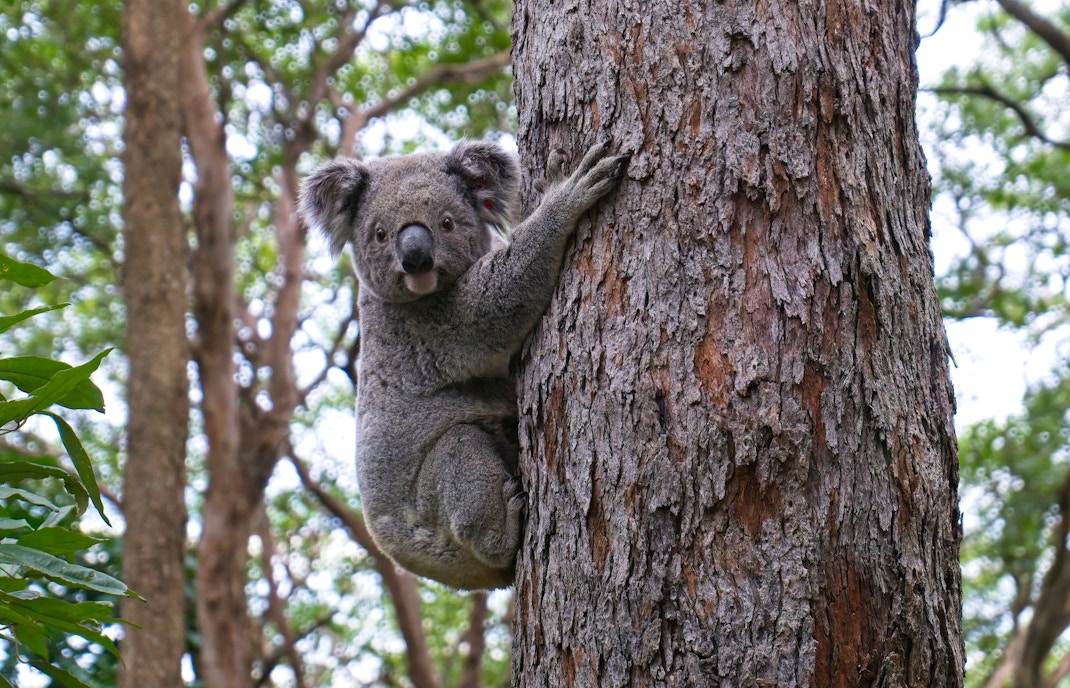 about Phillip Island Nature Parks