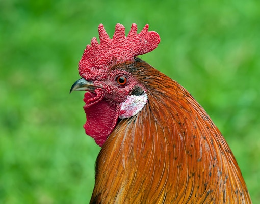 Sendaviva Natural Park tickets rooster