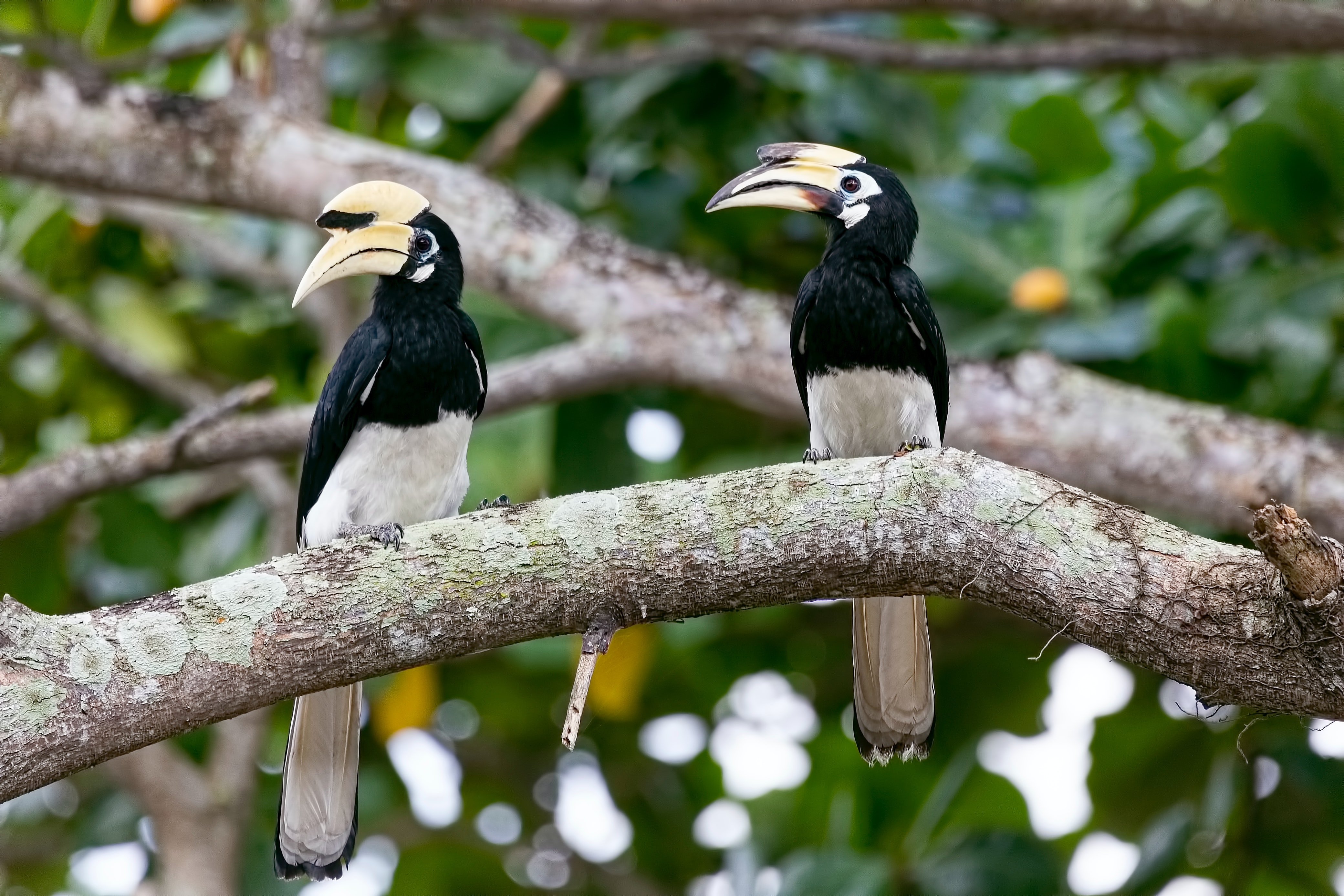 Zoo Negara tickets hornbill
