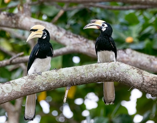 Zoo Negara tickets hornbill