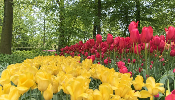 Visit Keukenhof