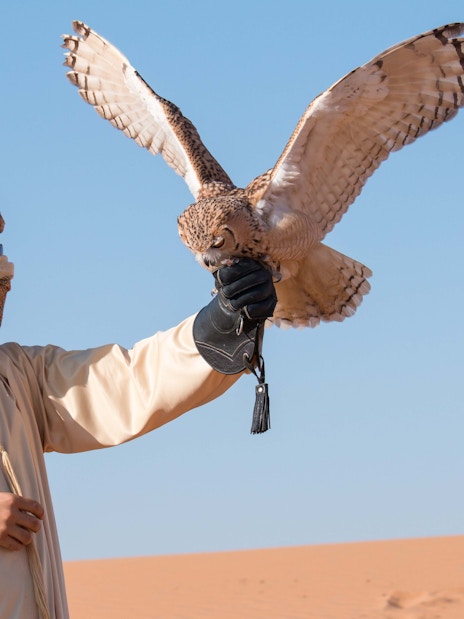 Falconer with falcon in desert during morning safari.