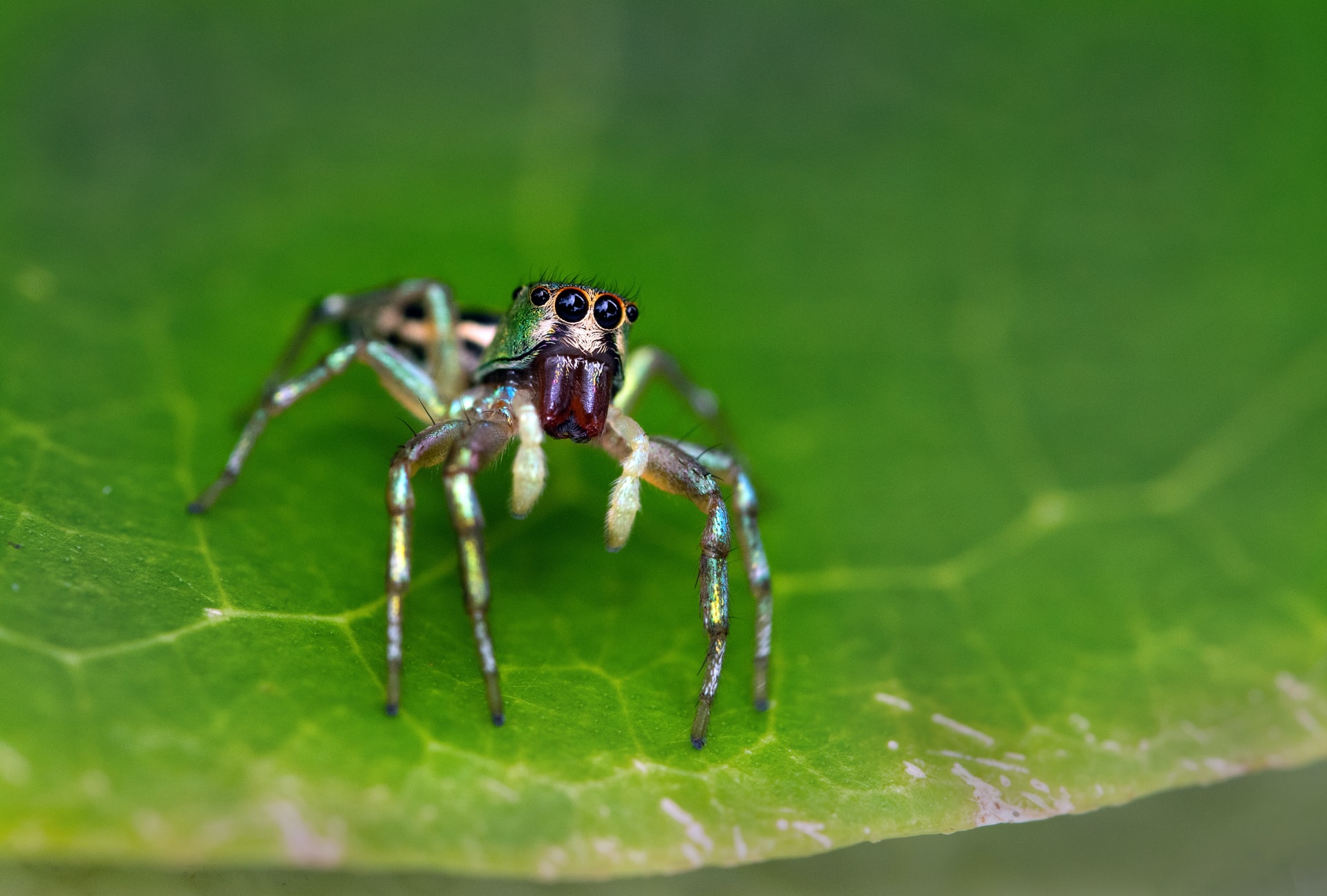 Visita il Dubai Aquarium e Underwater Zoo - biglietti per Dubai Aquarium