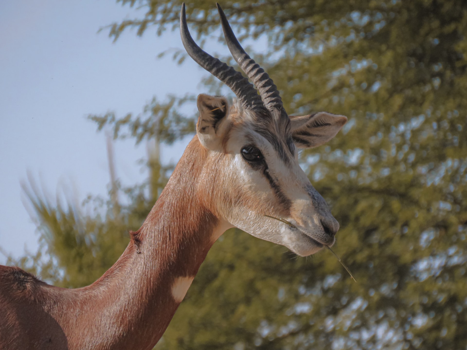 Giraffes and zebras in a natural habitat at Al Ain Zoo, United Arab Emirates.