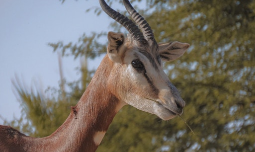 Giraffes and zebras in a natural habitat at Al Ain Zoo, United Arab Emirates.