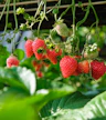 Yarra Farm Fresh