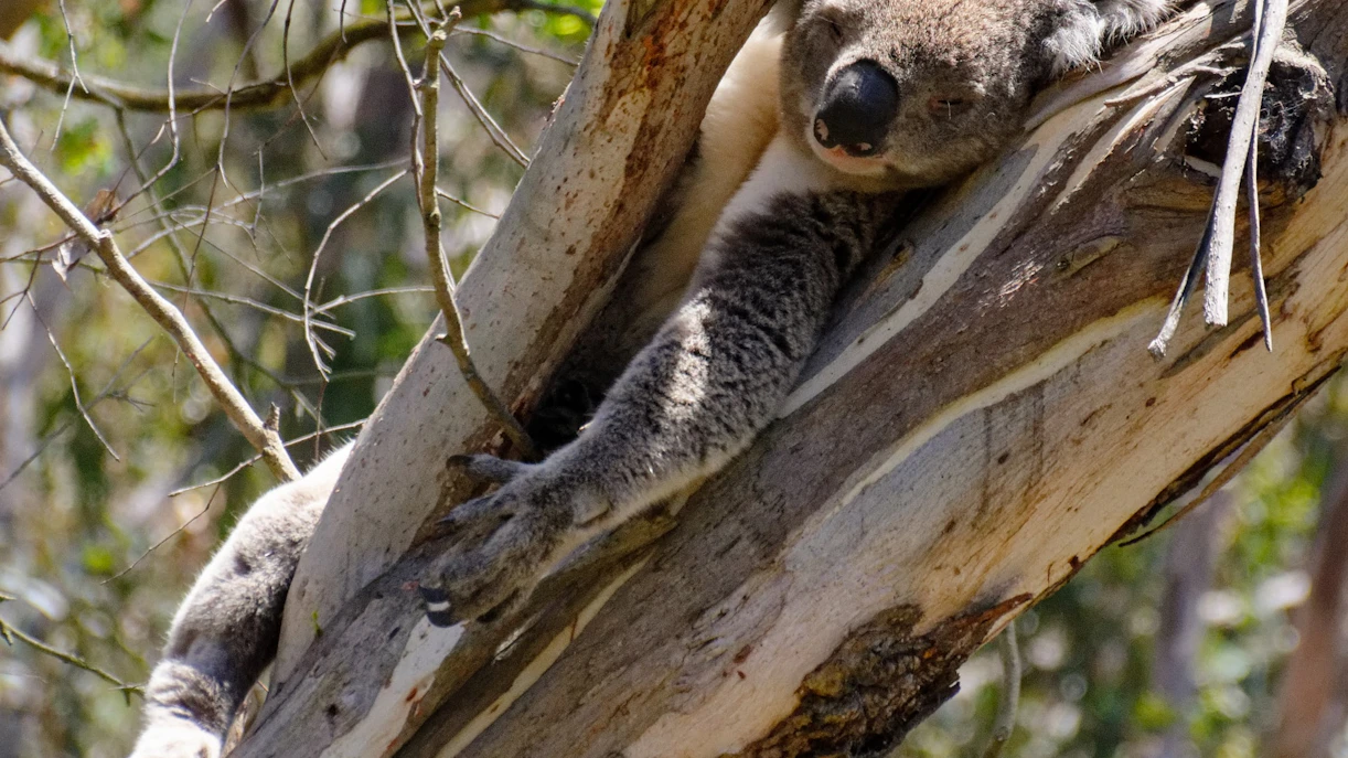 about Phillip Island Nature Parks