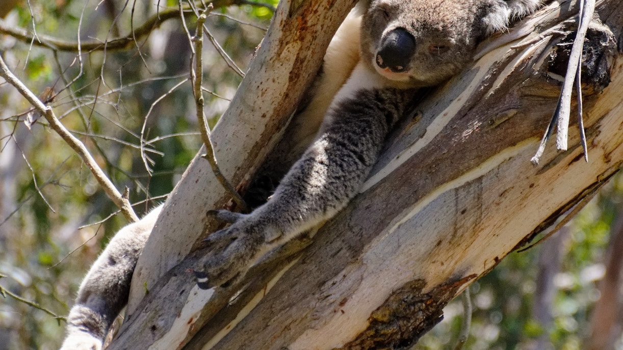 about Phillip Island Nature Parks
