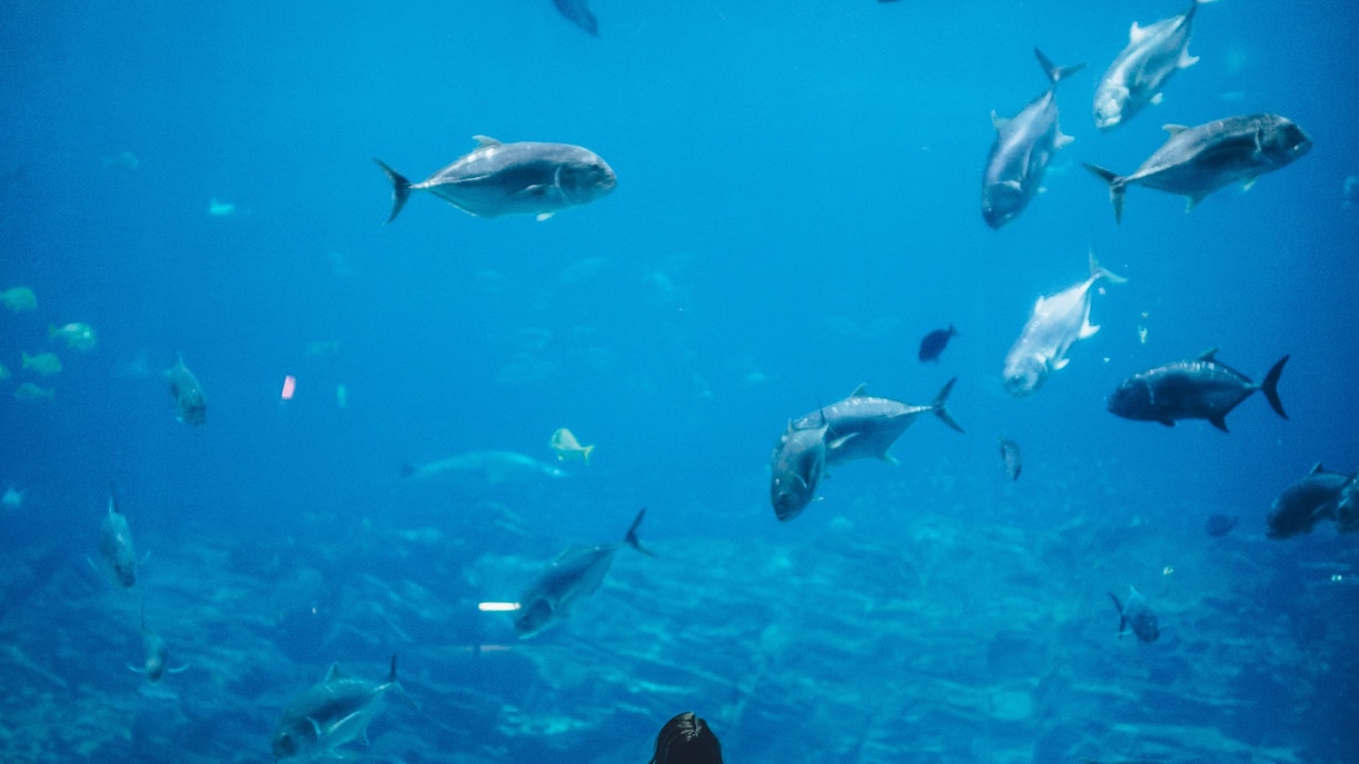 Acuario SEA LIFE en Orlando