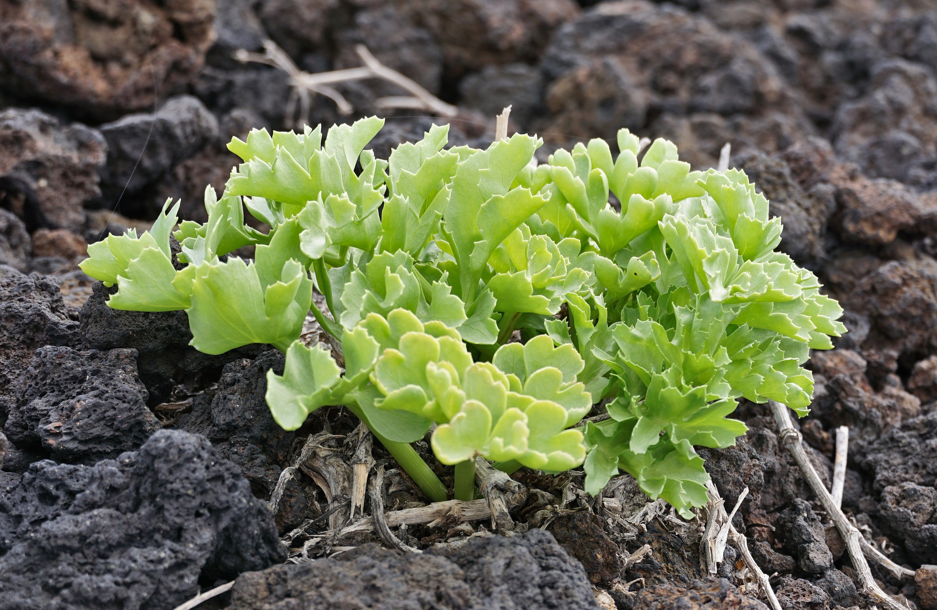 Oasis Wildlife Fuerteventura tickets sea kale