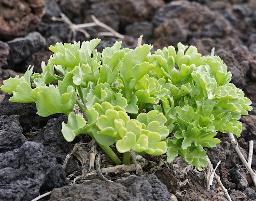 Oasis Wildlife Fuerteventura tickets sea kale