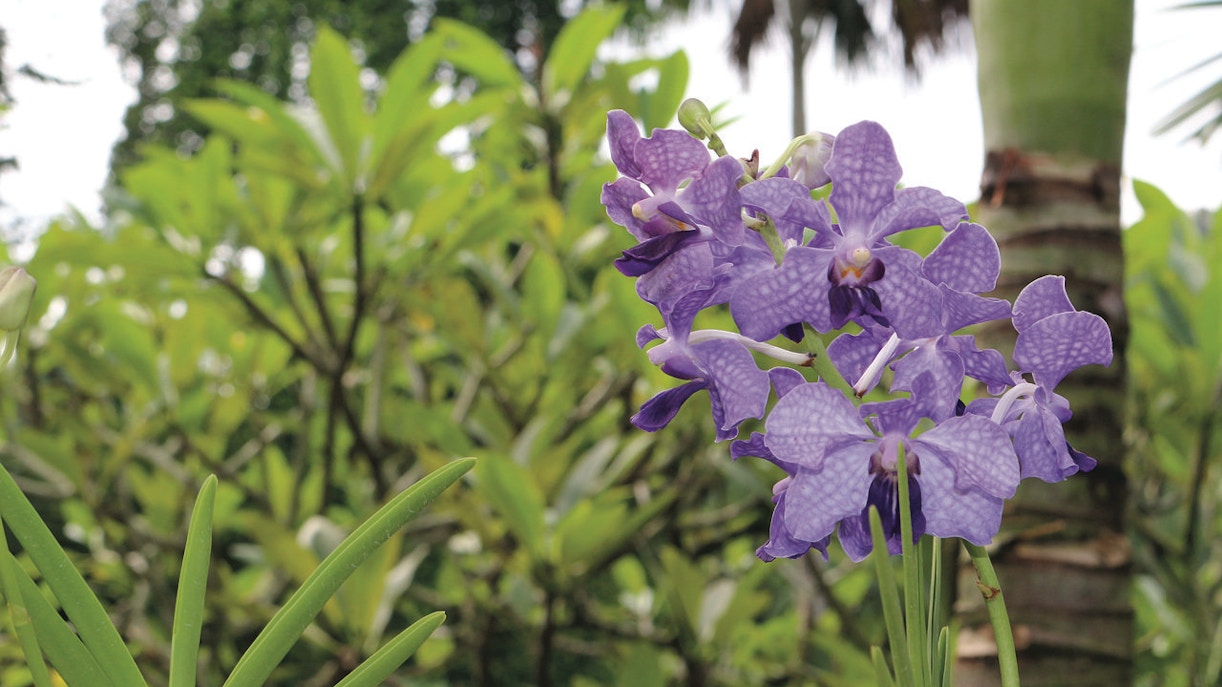 National Orchid Garden Singapore