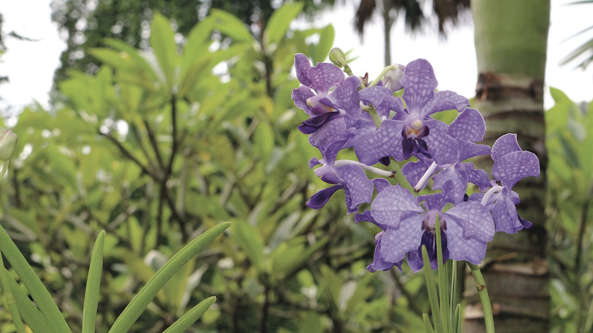National Orchid Garden Singapore