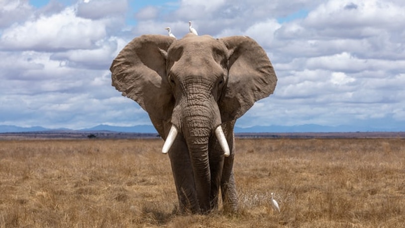african elephant dubai safari park