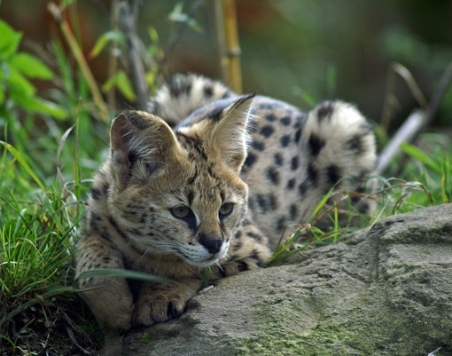 Mogo zoo tickets servals