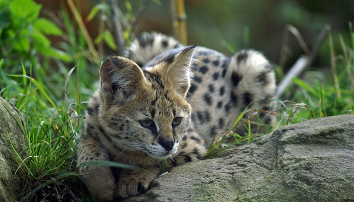 Night Safari Singapore - Serval
