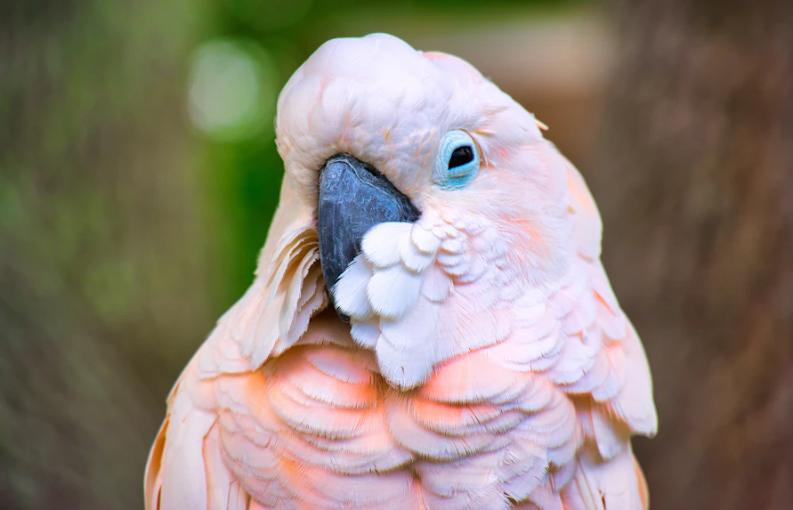 Melbourne Zoo opening hours