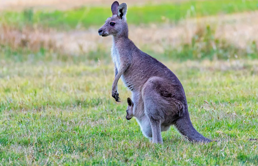 About Melbourne Zoo