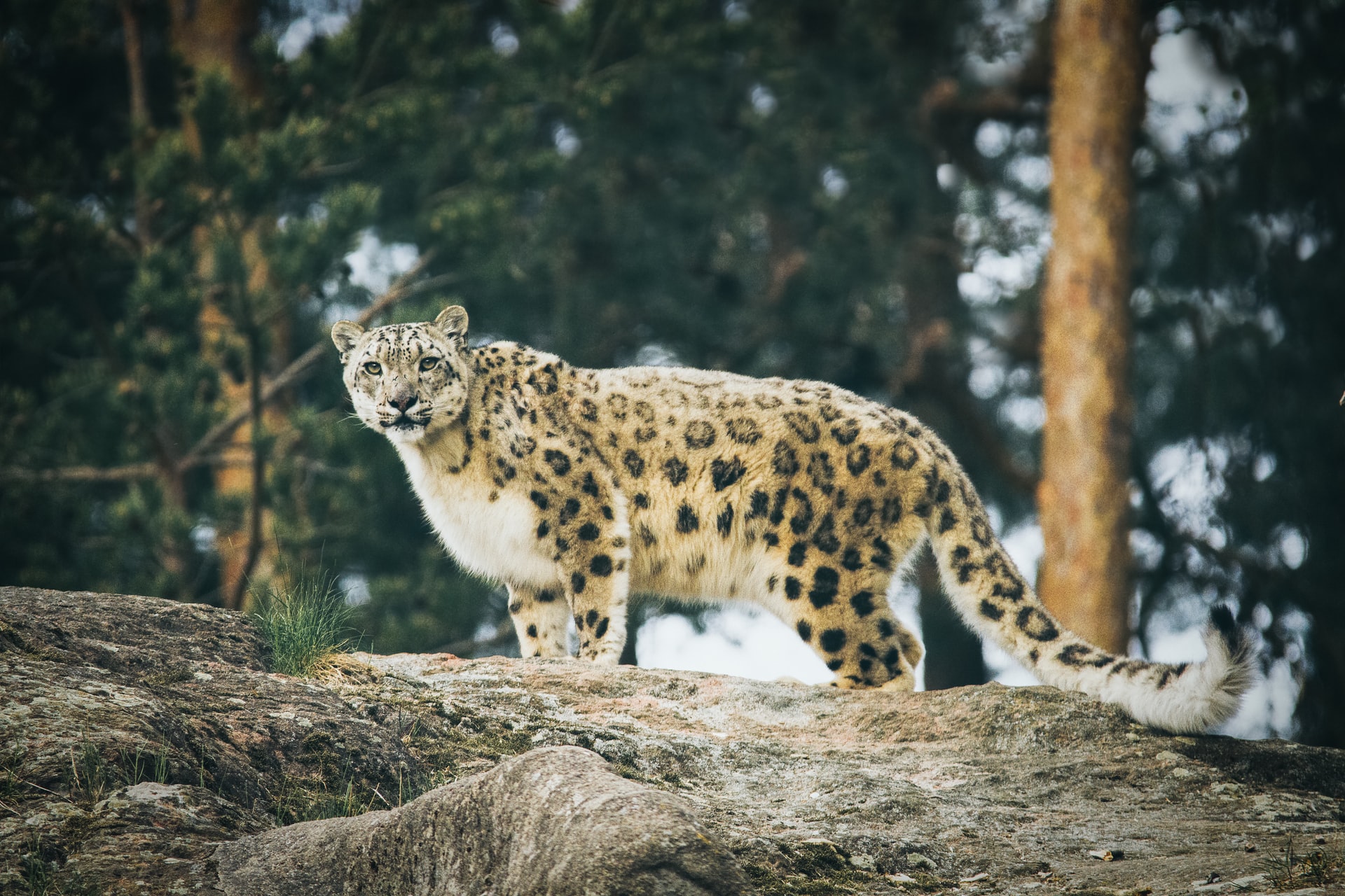 Snow leopard inside Bronx zoo