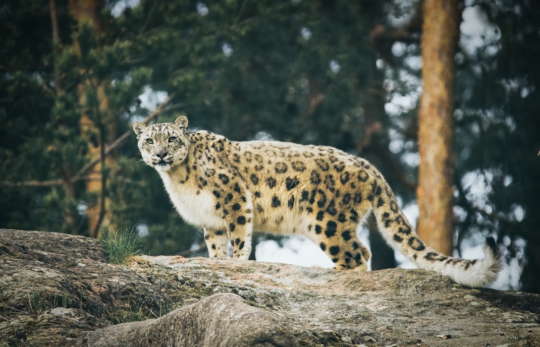 Snow leopard inside Bronx zoo