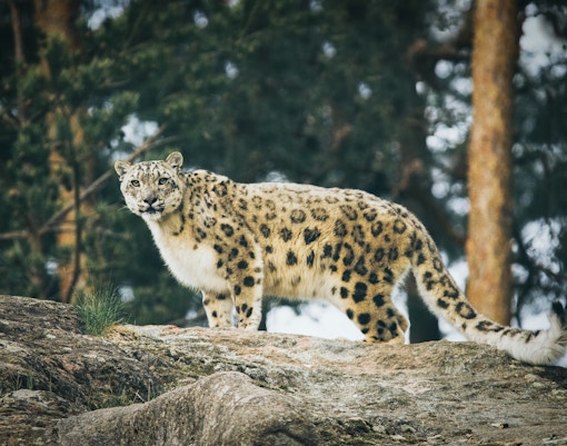 Mogo zoo tickets snow leopard