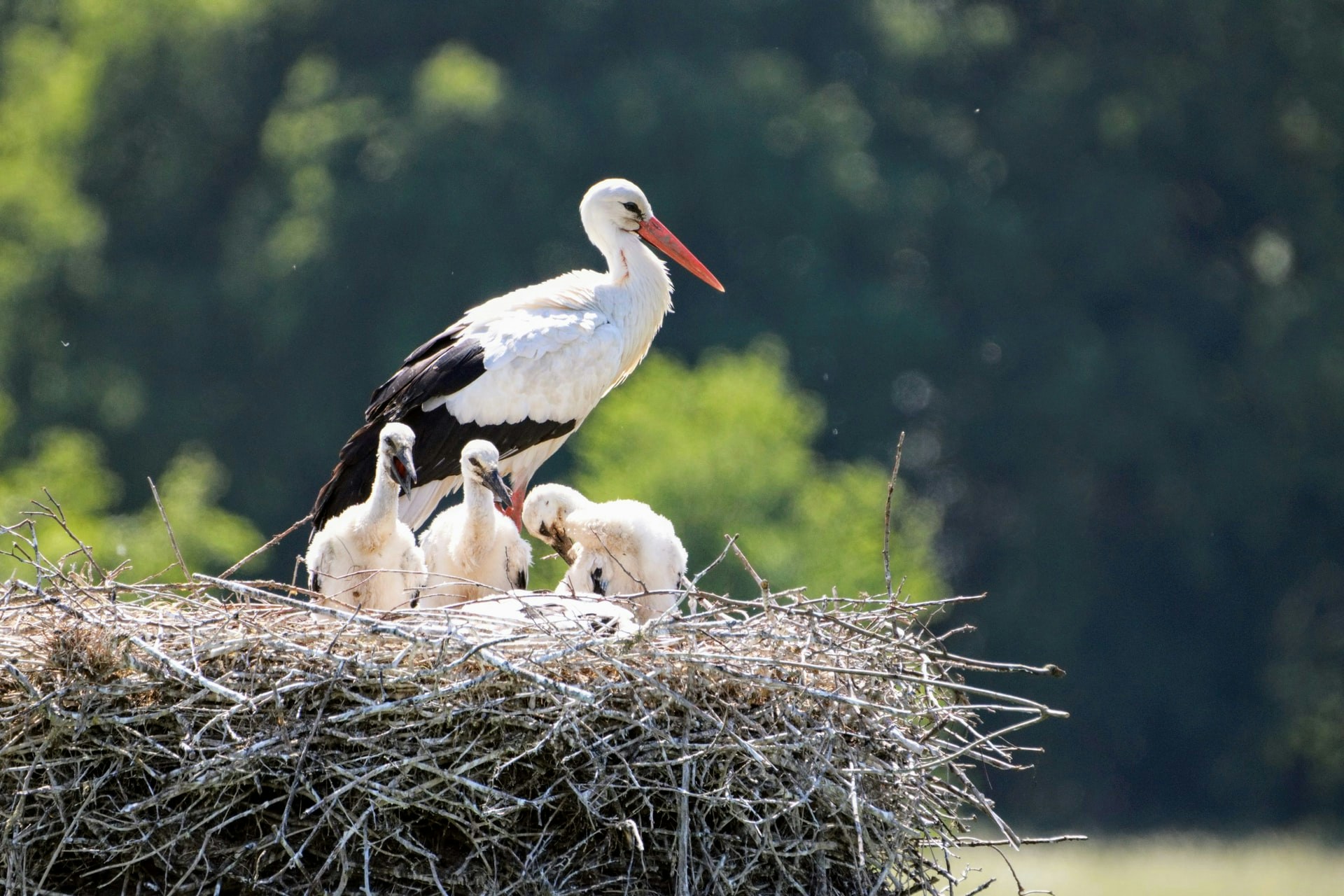 Storks in a nest 