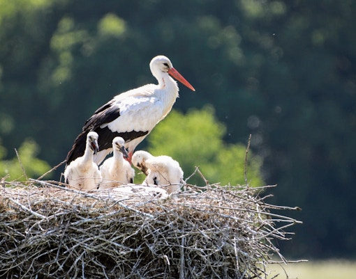 Zoo Negara tickets storks
