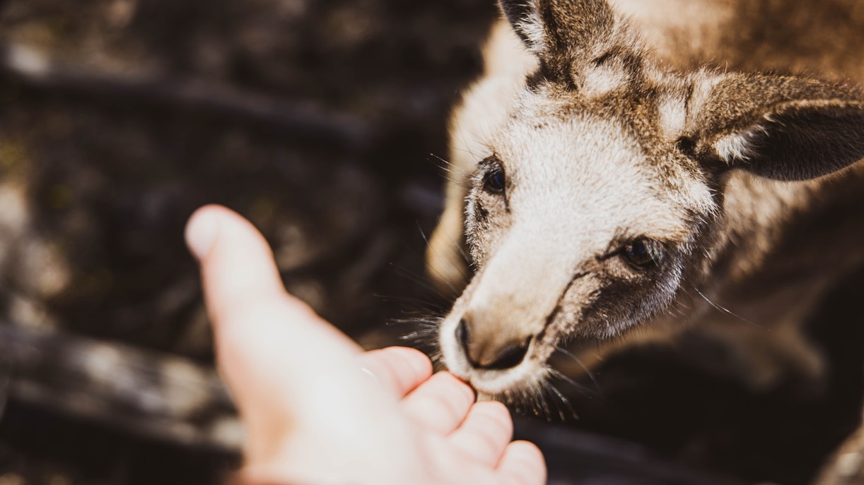 about Phillip Island Nature Parks