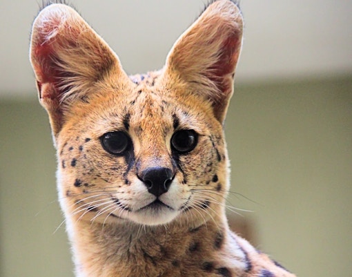 Mogo zoo tickets serval