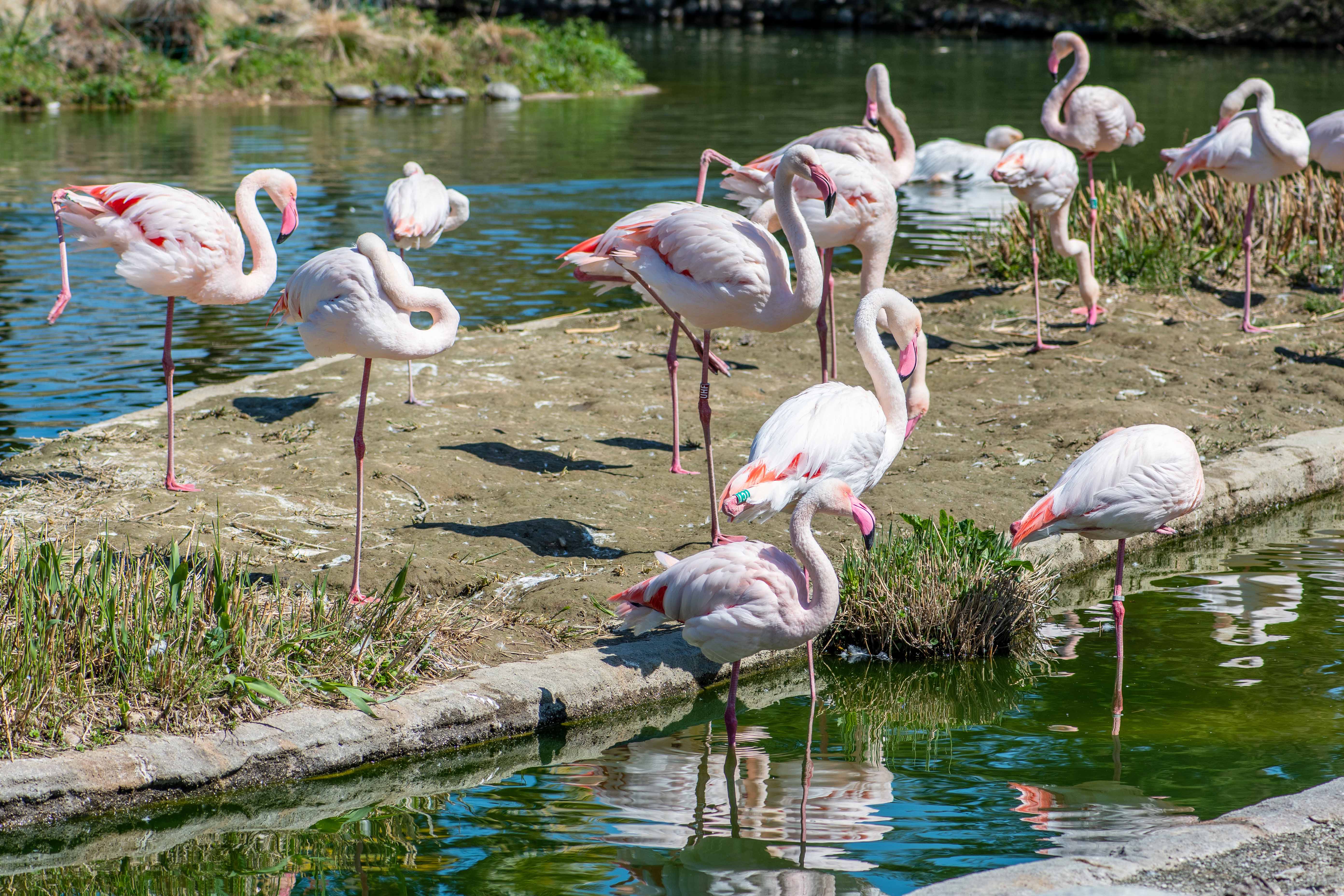 Bioparco Tickets Lake