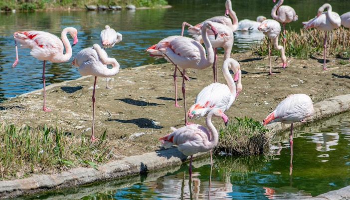 Zoom Torino Madagaskar