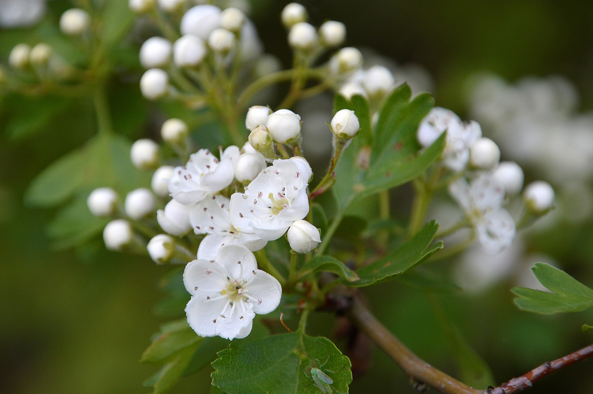 Central Florida Zoo & Botanical Gardens