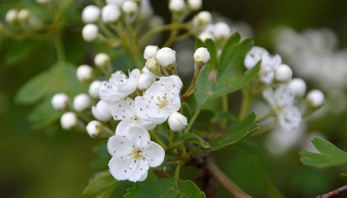 Central Florida Zoo & Botanical Gardens