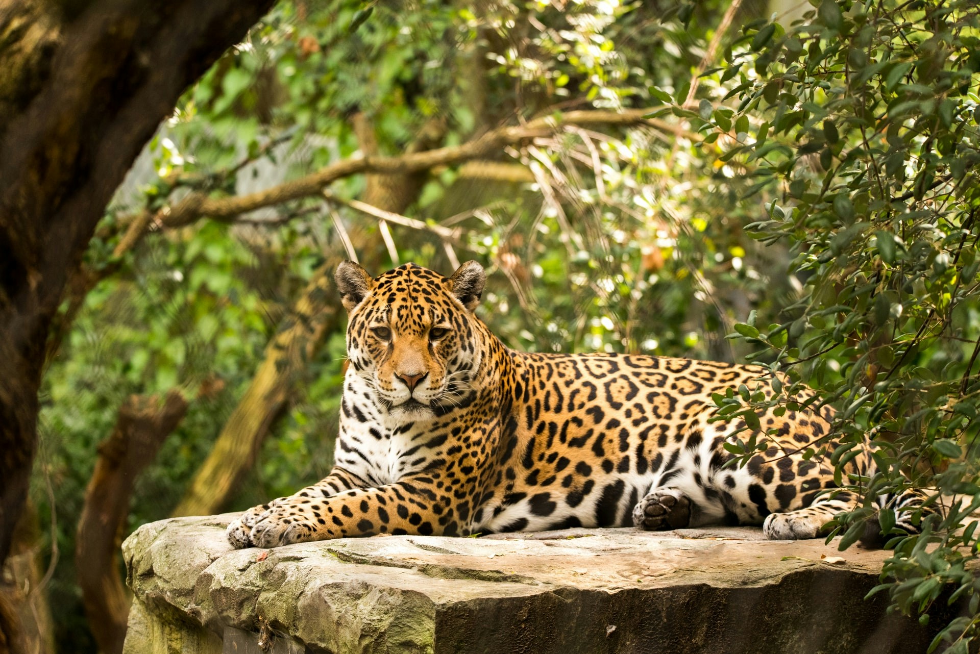 Jaguar resting on a rock at sau paulo Zoo, surrounded by lush greenery.