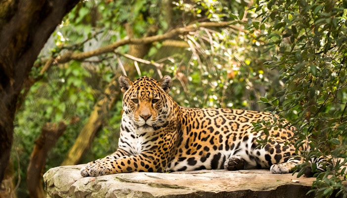 Jaguar resting on a rock at Zoo Miami