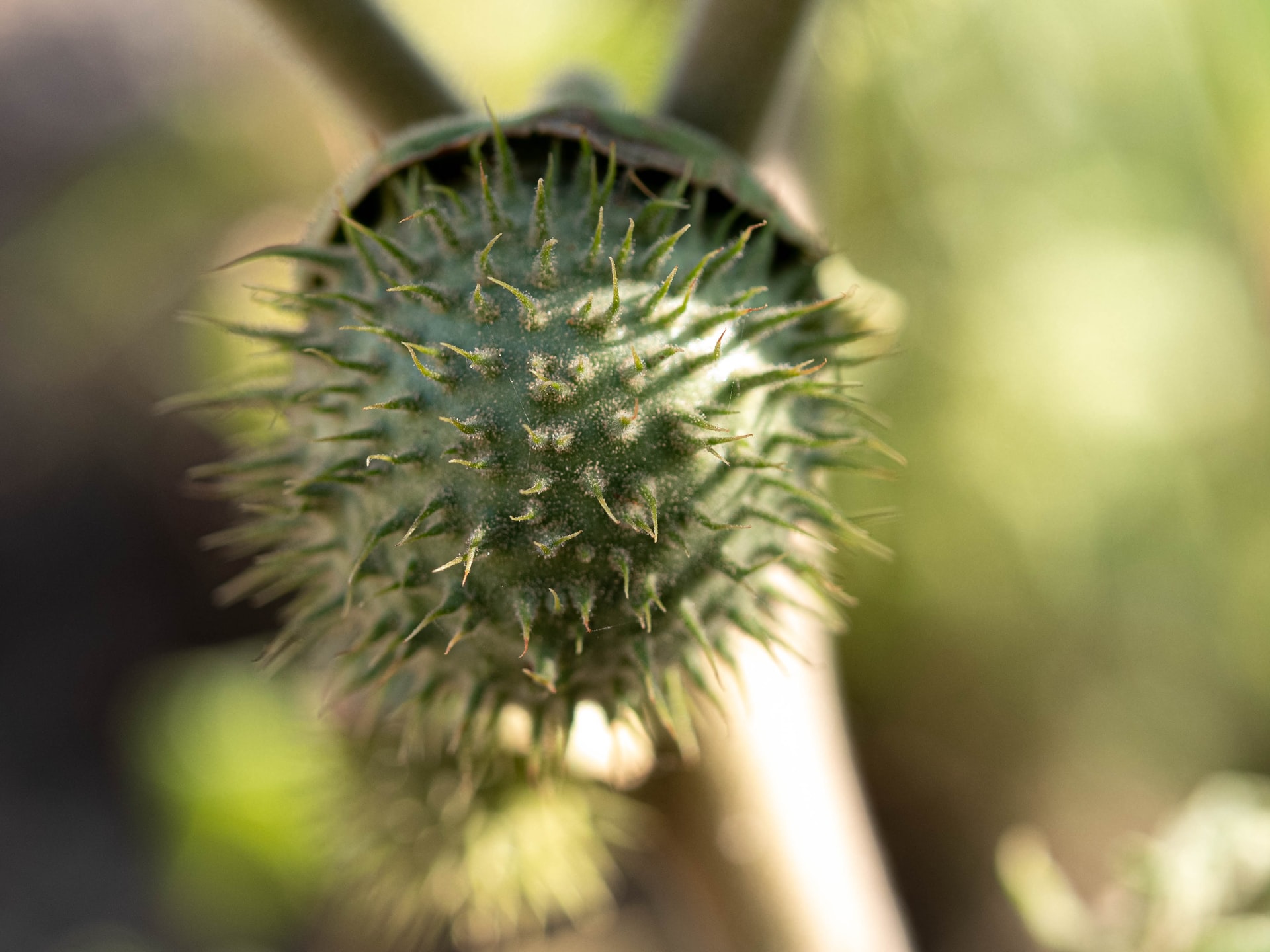 Central Florida Zoo & Botanical Gardens