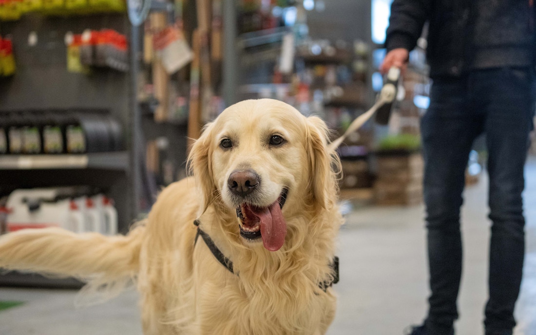 Austin GP rules and regulations