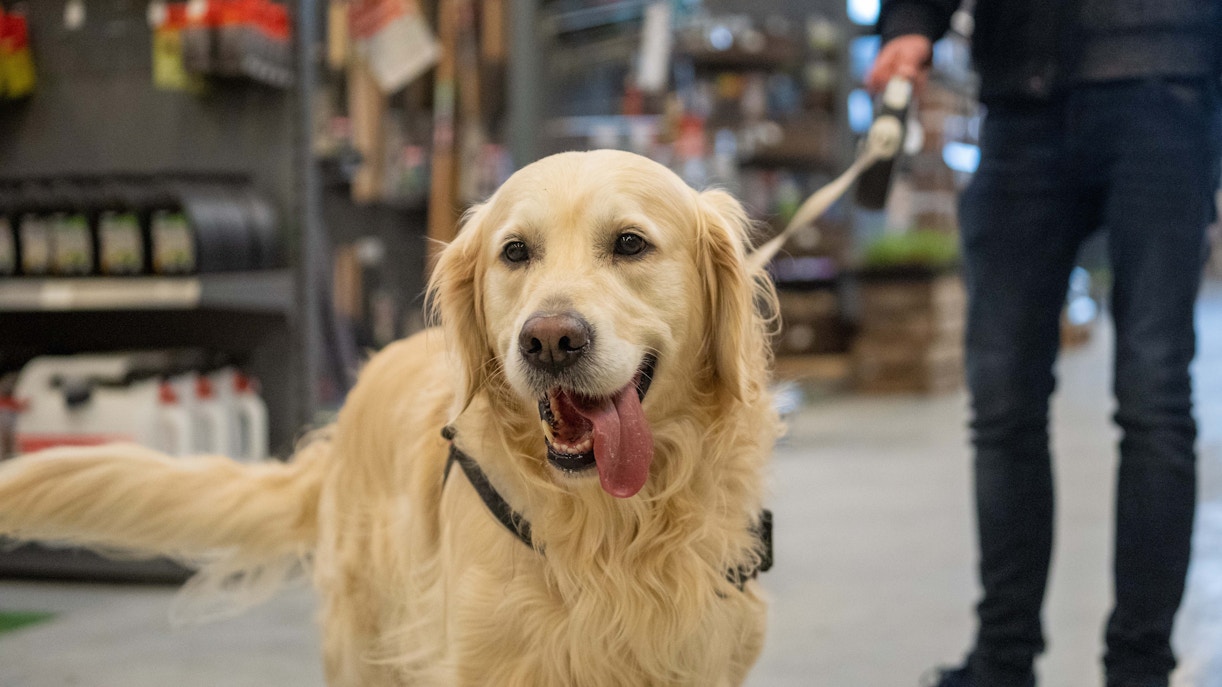 person with a dog
