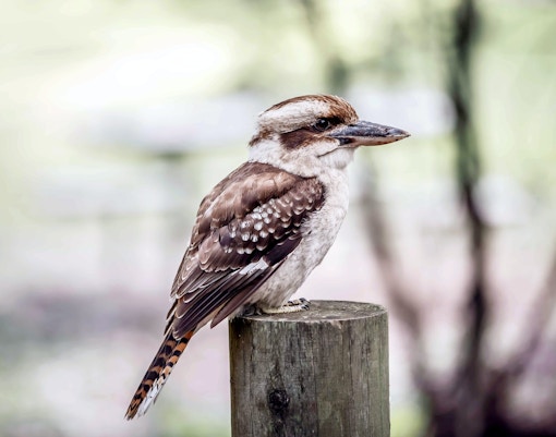 Maru Koala & Animal Park tickets kookaburra