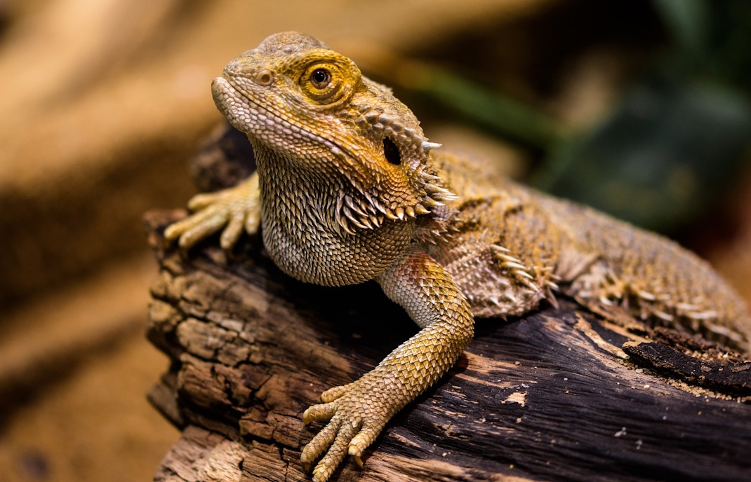 Crocodile Park Tickets