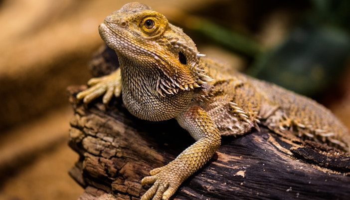 bearded dragon