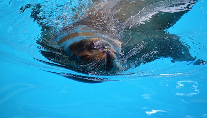 Oasis Wildlife Fuerteventura tickets