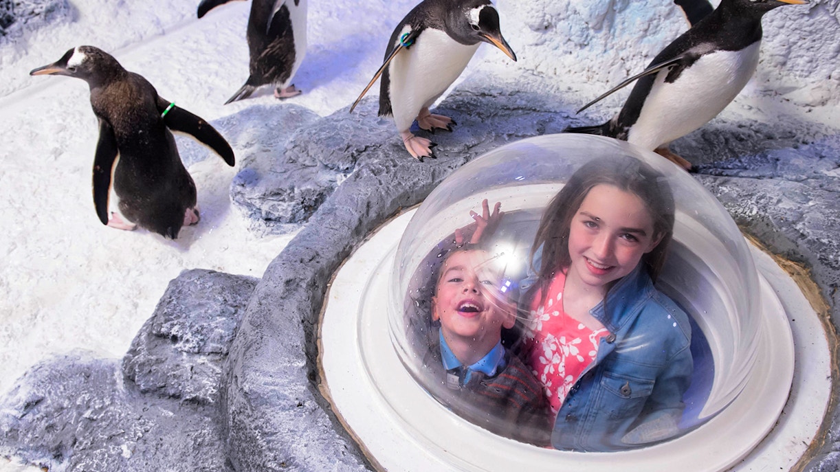 sea life london aquarium tickets