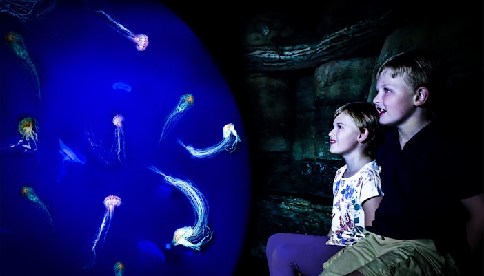 Enjoy Interactive Experiences - SEA Life London