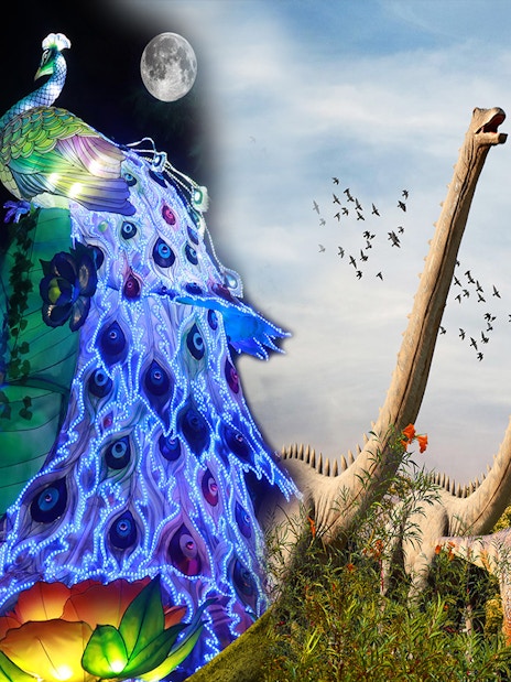 Dubai Garden Glow featuring illuminated peacock sculpture and dinosaur light displays at night.