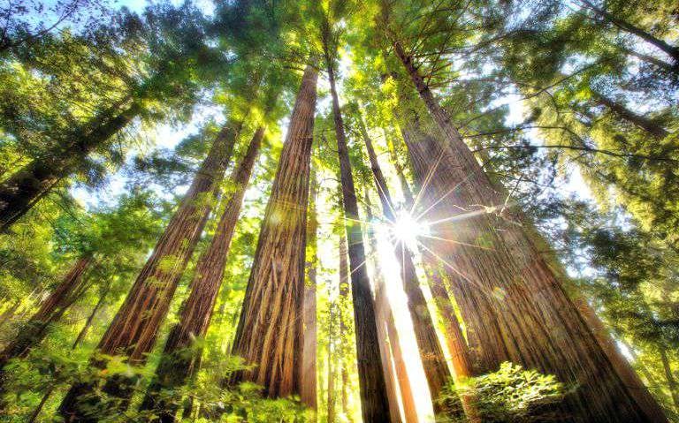 Muir Woods towering redwoods with sunlight filtering through branches.