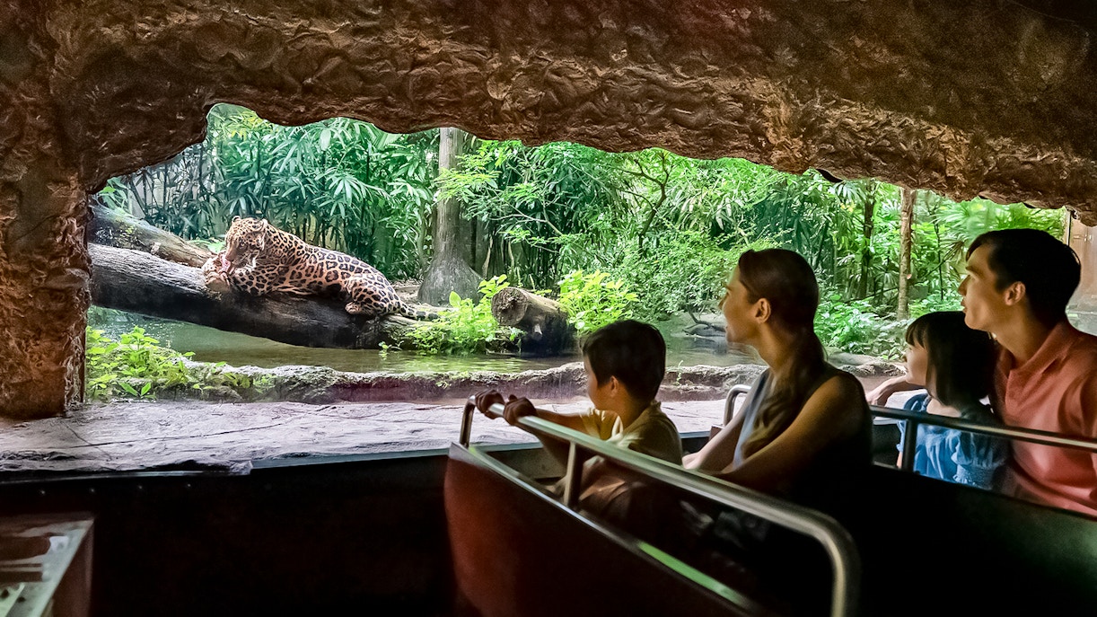 Tourists on Singapore River Wonders boat tour viewing a jaguar by lush riverbank.