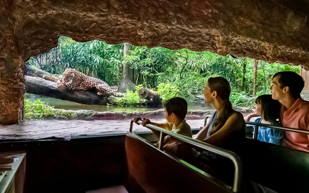Tourists on Singapore River Wonders boat tour viewing a jaguar by lush riverbank.