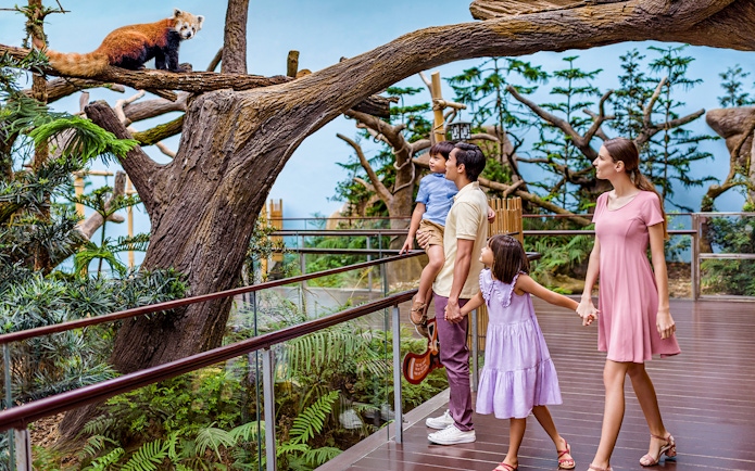 Family observing a red panda at River Wonders exhibit.